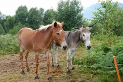 2008-08-01_15 Haflipinz