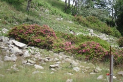 Demanio di Cusello 2007